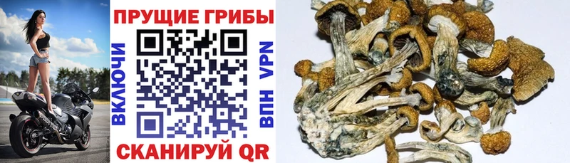 Галлюциногенные грибы Psilocybine cubensis  Красноперекопск 